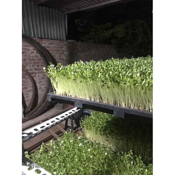 KHAY TRỒNG RAU MẦM KÍCH THƯỚC LỚN 30X60CM