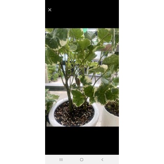 cây đinh lăng cẩm thạch lá to