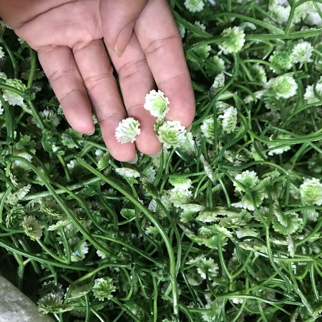 0.5kg Cỏ điểm nụ kèm trộn mẫu ngẫu nhiên giá rẻ
