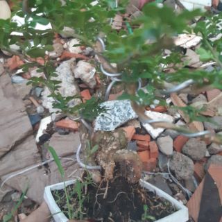 Cần thăng bonsai rể quái