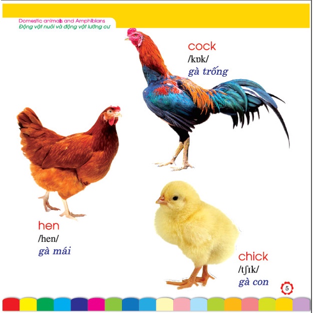 SÁCH - Em học tiếng Anh qua hình ảnh theo chủ đề - Động vật nuôi và động vật lưỡng Cư