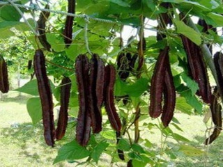 Hạt giống đậu rồng tím