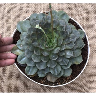 Chậu Sen Đá size đại SĐ8