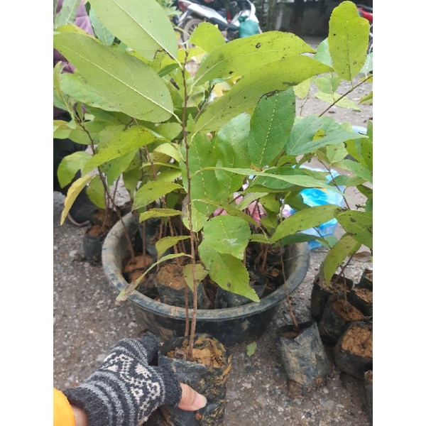 Cây na dai lạng sơn