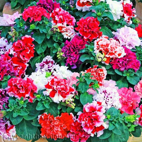 Hạt giống dạ uyên thảo kép nhiều sắc F1