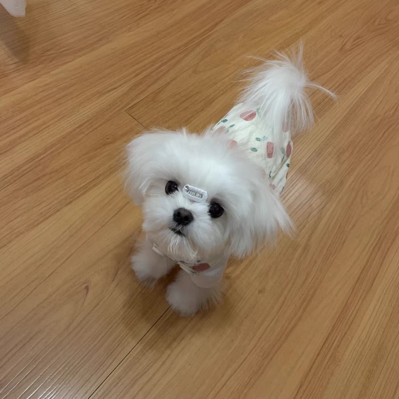 YẾM QUẦN HOẠ TIẾT TRÁI TÁO DỄ THƯƠNG CHO THÚ CƯNG