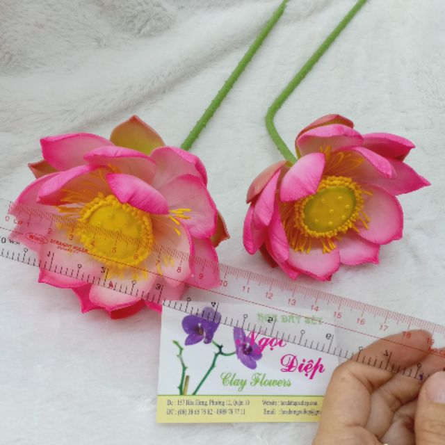 2C SEN NỞ ĐẤT SÉT ĐK 8-9CM (60CM)