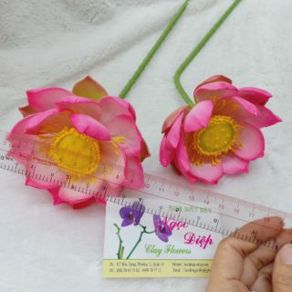 2c sen nở đất sét đk 8-9cm