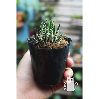 CÂY MÓNG RỒNG NHỎ