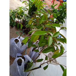 sầu riêng ri 6