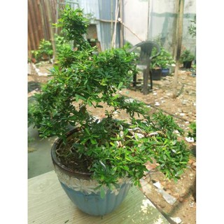 linh sam bonsai mini TẶNG CHẬU