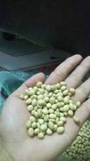 ĐẬU NÀNH (ĐỖ TƯƠNG) QUÊ 100%