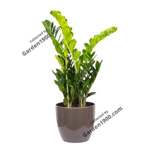 Cây kim tiền - Cây kim phát tài - Cây để bàn