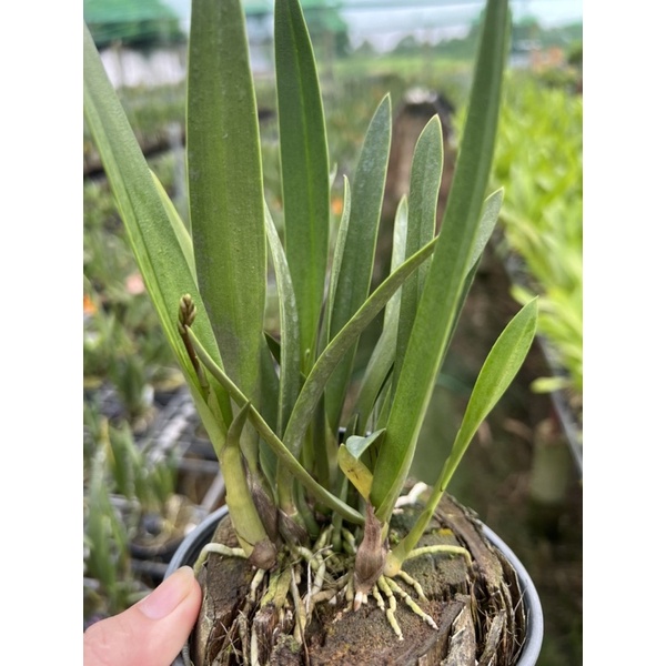 😍😍Cattleya Jairak Canary