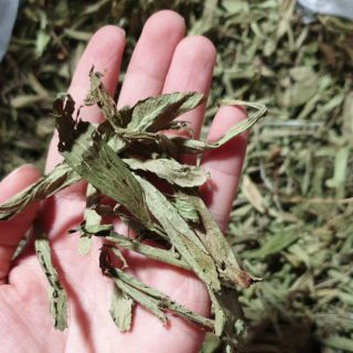 Cỏ Ngọt Giải Nhiệt, phối với Trà Hoa dễ uống