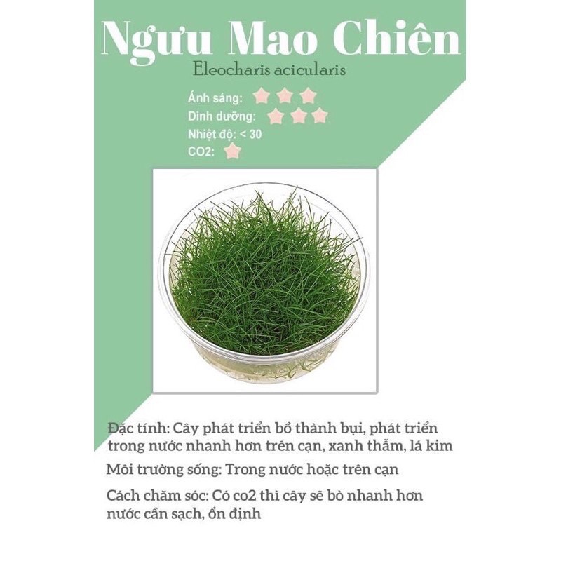 Ngưu Mao Chiên Lùn Xoè - Cỏ Nền Thuỷ Sinh