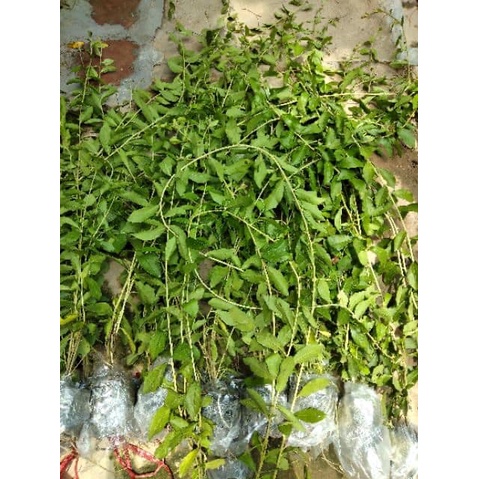 5 bầu Cúc tần ấn độ 1m-1m1 rẻ nhất vịnh Bắc Bộ