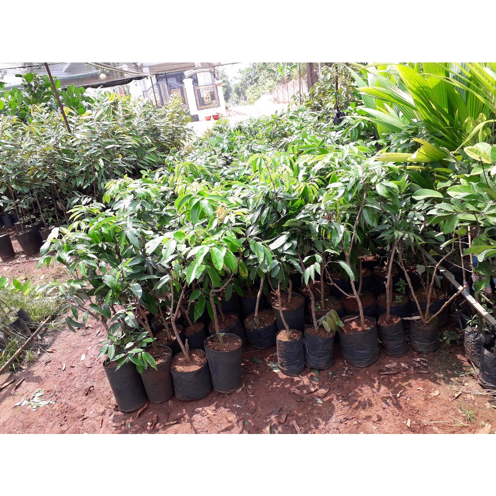 Cây giống Vải Thiều Lục Ngạn. [Siêu sớm].