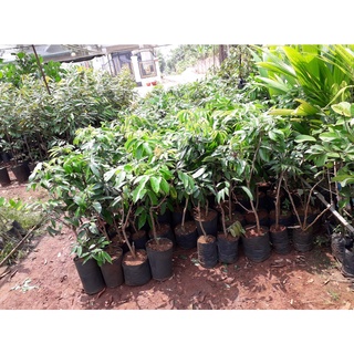 Cây giống vải thiều lục ngạn. .