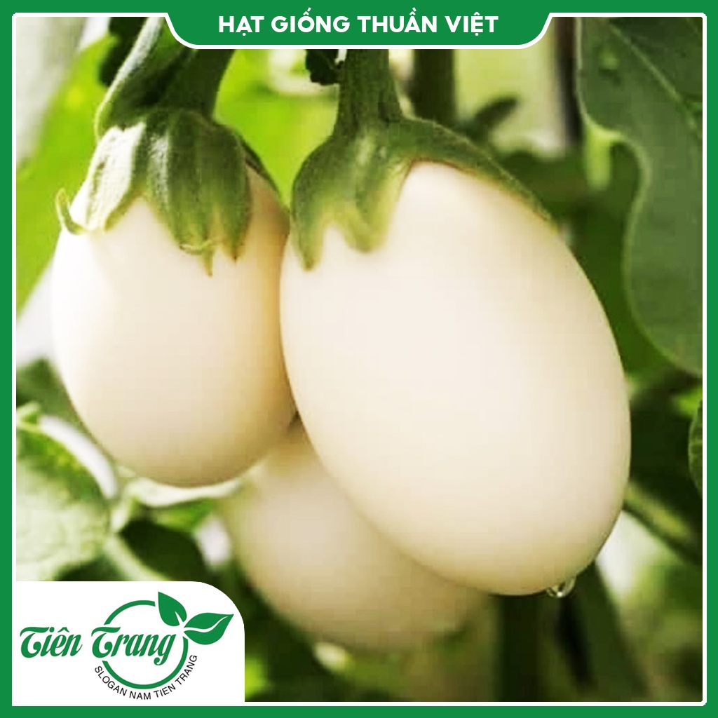 Hạt giống Cà Trứng TN
