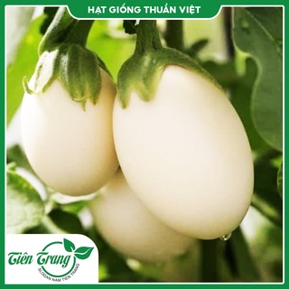 Hạt giống cà trứng tn