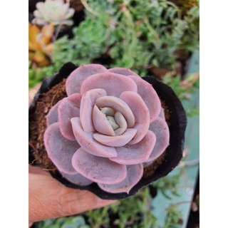 sen đá hồng phấn