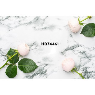 Phông nền 3D chụp ảnh