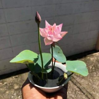 Sen Nhật Mini Đã Cắt Đầu Hạt