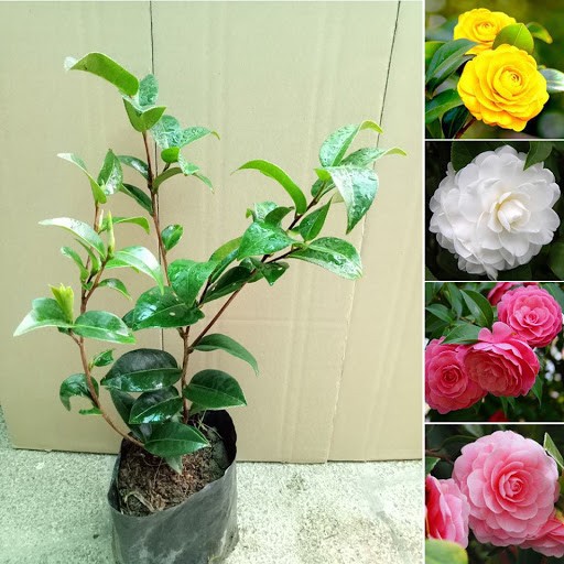 Cây giống HOA TRÀ MY TRẮNG CỔ - HOA TRÀ BẠCH, BẠCH TRÀ