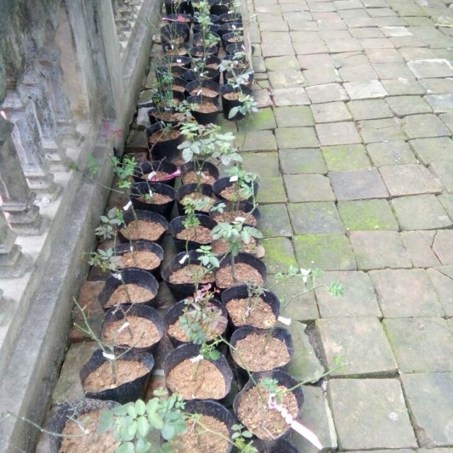 Bầu hồng ngoại (trồng từ cành chiết)