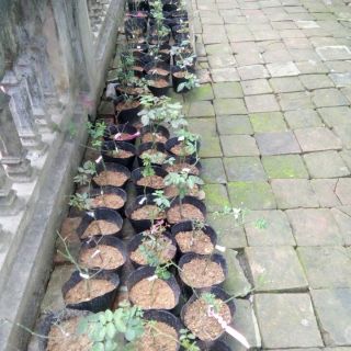 Bầu hồng ngoại (trồng từ cành chiết)