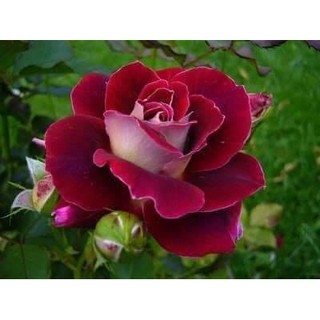 10 cây hồng ngoại giâm cành rễ bầu đa dạng màu sắc khách lựa màu qua tin nhắn hay ghi chú khi đặt hàng