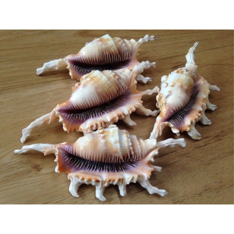 Vỏ ốc bò cạp vàng
