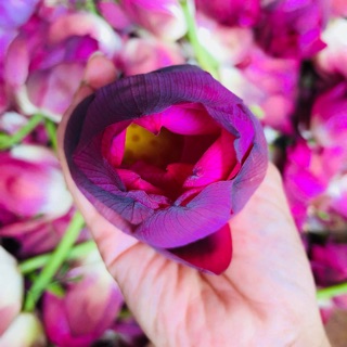 Nước cất hoa sen