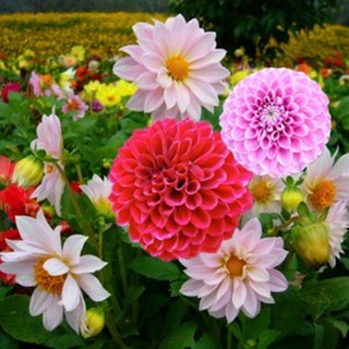 Hạt giống hoa Thược dược mix