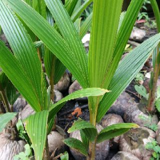 Dừa giống mã lai lùn