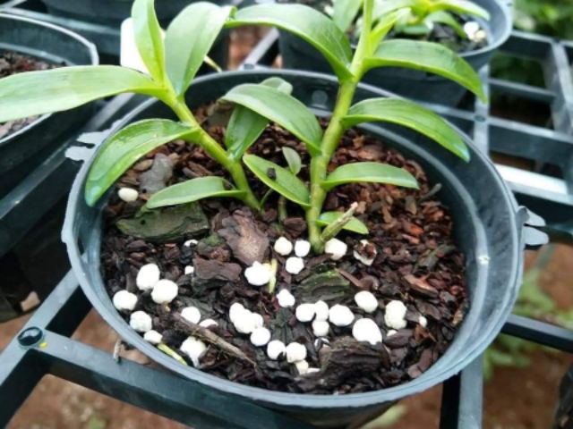 PHÂN TAN CHẬM MAGAMP K 600 gr