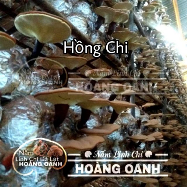 Nấm Linh Chi Nguyên bào tử nhà trồng 500g - Thái Lát - Nguyên tai | BigBuy360 - bigbuy360.vn