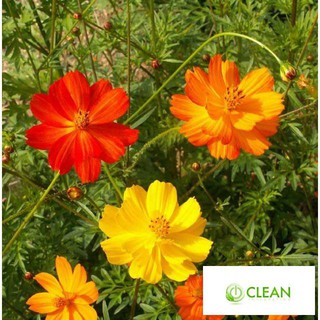 Hạt giống Hoa Cúc Sao Nhái Đơn 100 Hạt