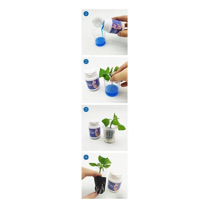 Mút ươm hạt giống , chiết cành của WT Nutrients.