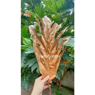 lá sa kê rụng từ cây vườn nhà 300gr