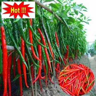 Hạt Giống Ớt hàn Quốc 30 Hạt
