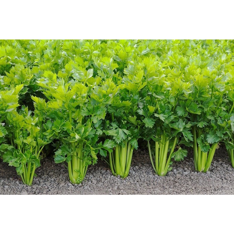 HẠT GIỐNG CẦN TÂY (CẦN TÀU PHÁP) 10gr