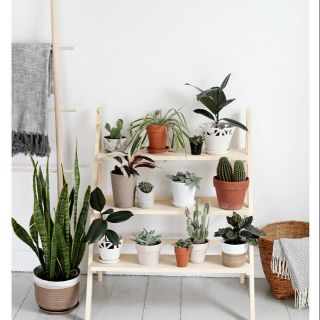 Kệ bậc thang để cây trang trí