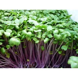 Hạt giống rau mầm đỏ Thuận Điền gói 20g