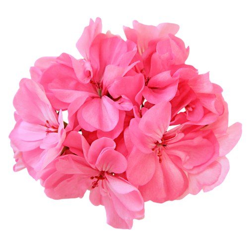 [AROMA] Tinh Dầu Thiên Nhiên Hồng Phong Lữ - Rose Geranium 10ml