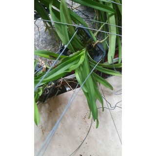 Vanda đôi thanh lý hơi lỗi lá