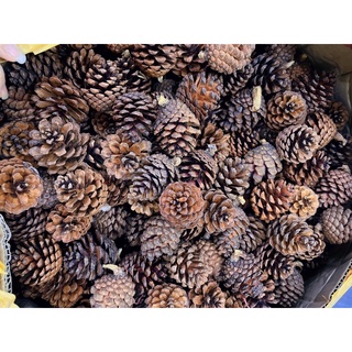 Quả thông trang trí noel