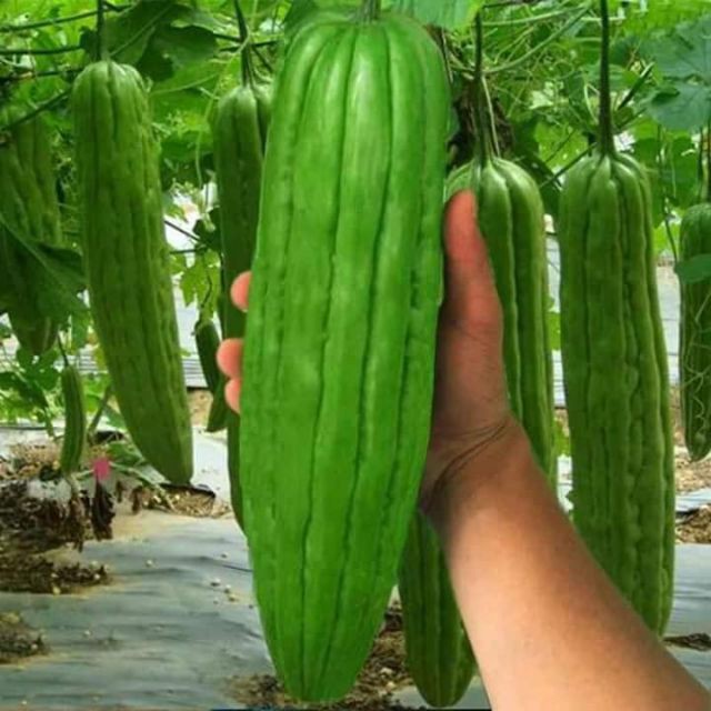 Hạt giống khổ qua khổng lồ  Thái Lan 5 hạt