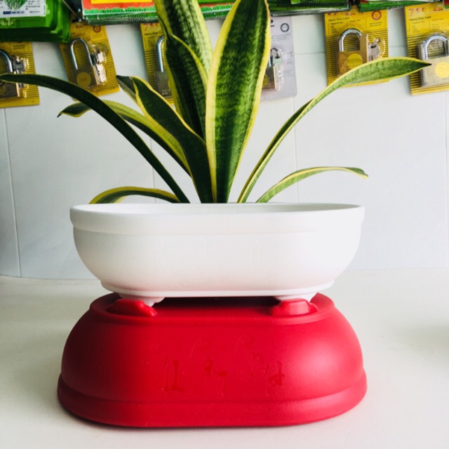 5 Chậu nhựa Oval, trang trí Để Bàn Đa Năng - chậu trồng cây bonsai